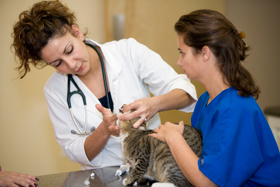 The Top Three Qualities to Seek Out When Looking For a New Pet Hospital in Murrieta CA