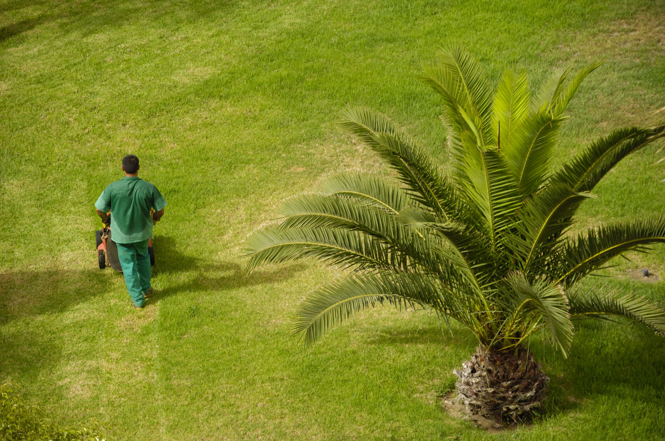 The Benefit of Using Stump Grinding Services in Belmont MA