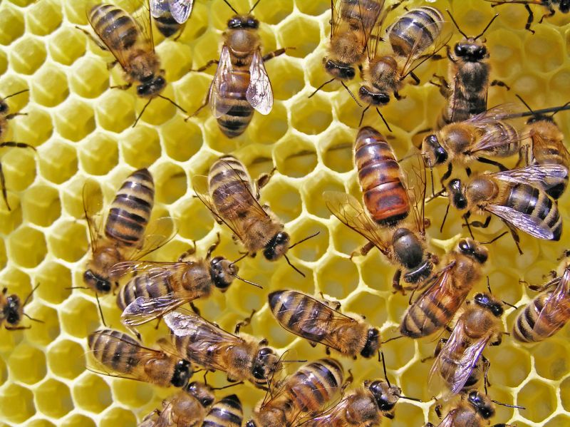 A Pest Exterminator in Baltimore, MD and the Professional Services they Provide