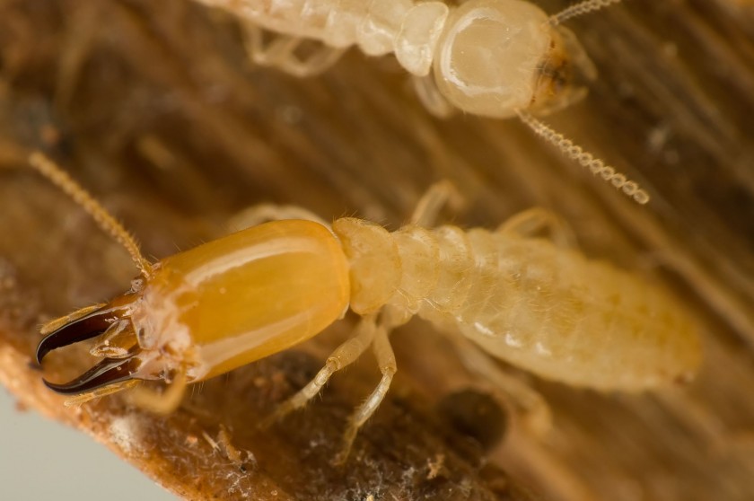 Preventing Damage with Termite Control