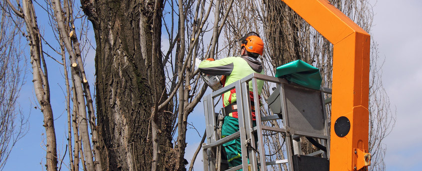 Advanced and Trusted Services -Tree Removal in Arlington