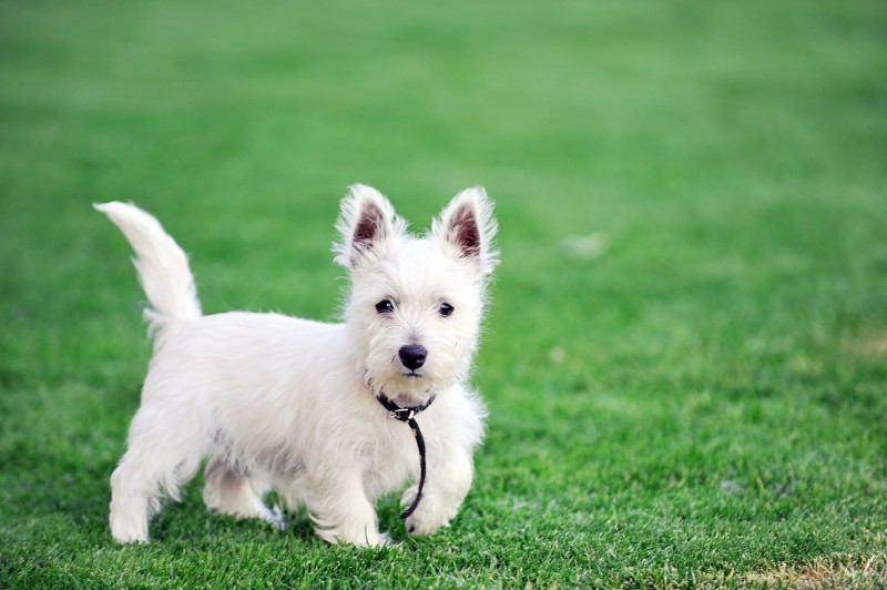 How Puppy Training in Chicago Is Creating Better Dog Citizens