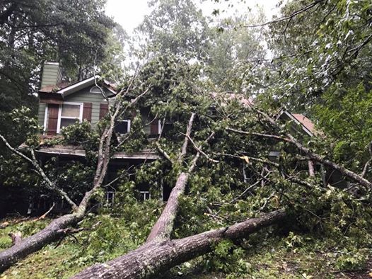 How a Professional Tree Service Can Be Valuable for a Homeowner