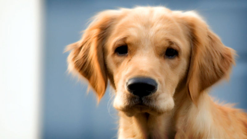 4 Things to Remember When You Make an Appointment with the Vet