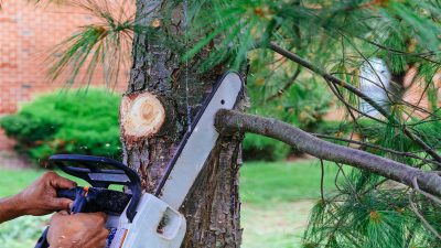 Calling A Company To Do Tree Services in Fayetteville GA
