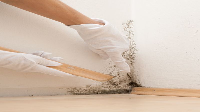 What to Know About Mold Remediation in Austin