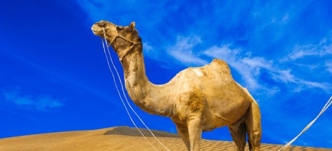 Marrakech’s Best Travel Company: Essential Features and Offerings