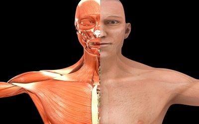 Understanding Essential Anatomy & Physiology for Lifelong Learning