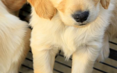 Find Peace of Mind With a Dog Poop Cleanup Service in Aurora, CO, for Your Backyard