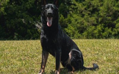 Looking for Home Security Learn Why the Best Dog For Protection Matters Most