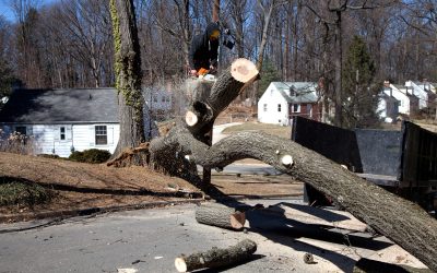 Benefits of Choosing a Professional Tree Trimming Service in Senoia, GA Locals Rely On