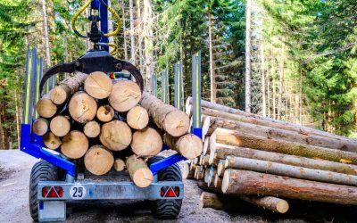 Keep Your Property Beautiful and Safe With Tree Removal in St. Petersburg, FL Specialists