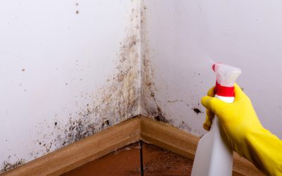 Fast Relief from Allergies When Using a Mould Removal Company Calgary Services