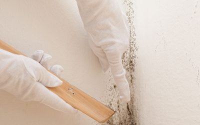Safer Living Solutions Begin With Mold Testing in Princeton NJ
