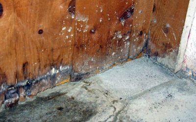 Get Lasting Peace of Mind From Mold Remediation in Glen Ellyn, IL, Professionals