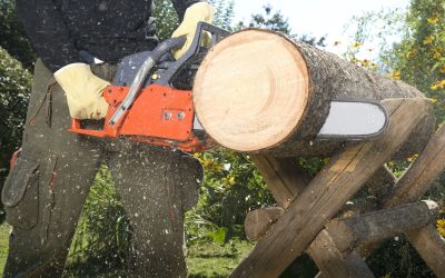 Protecting Your Landscape Investment Using Tree Service Douglas County, CO Expertise