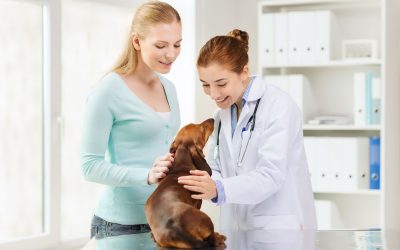 Signs Your Pet Needs Immediate Help from an Emergency Pet Hospital Austin Locals Rely On