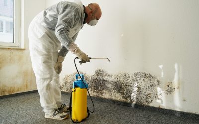 The Benefits of Mold Remediation Temecula CA for Allergy and Asthma Relief