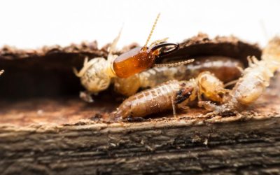 Protect Your Home with Expert Termite Pest Treatment in Charlottesville, VA: Services for Peace of Mind